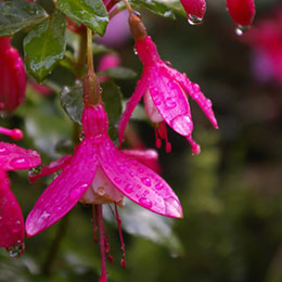 Fucsia 'Lady Thumb'